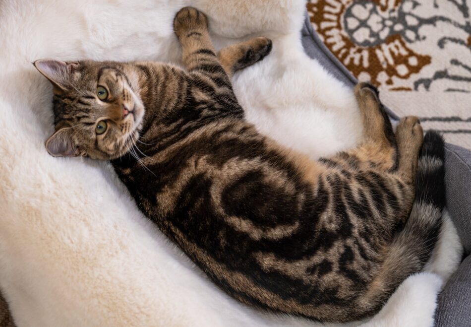 Chat couché sur la luxueuse couverture pour chat en fausse peau de mouton d’Omlet sur un lit