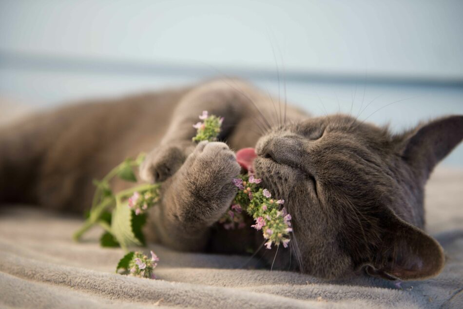 Chat gris couché qui profite de l’herbe à chat
