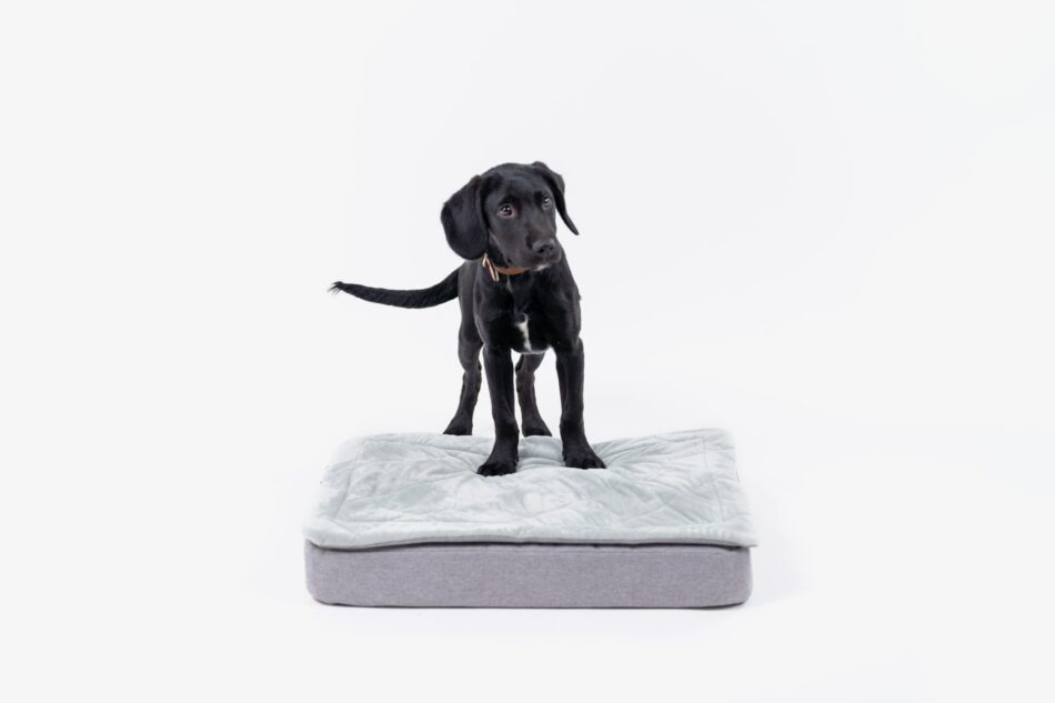 Chiot Labrador noir sur un panier pour chien Topology d’Omlet avec un surmatelas matelassé  
