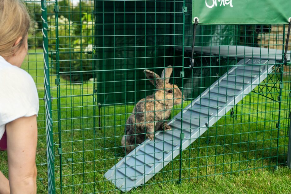 Propriétaire d’un lapin qui regarde un lapin sur une plateforme Zippi d’Omlet dans un enclos d’extérieur pour lapin