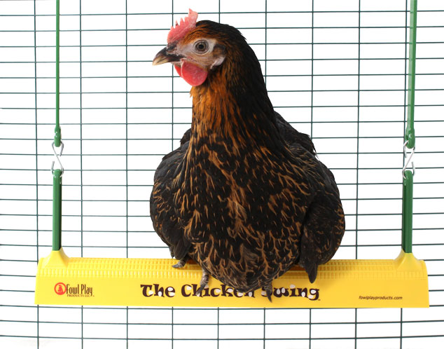 Une poule assise sur la balançoire à poules d’Omlet