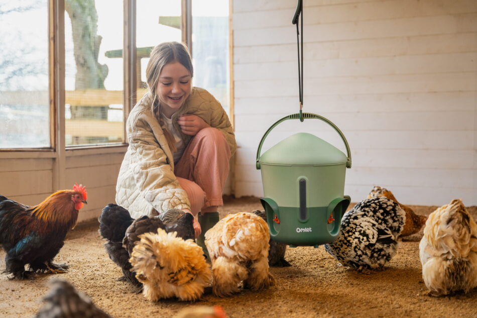 fille qui joue avec des poules dans un enclos de poulailler en bois
