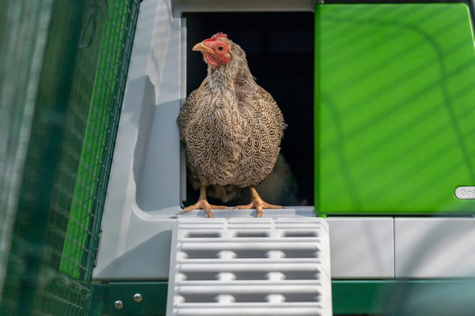 poule debout dans l’entrée du poulailler Eglu Pro