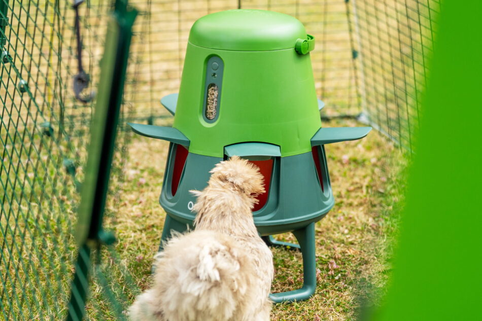 poule qui mange dans une mangeoire intelligente