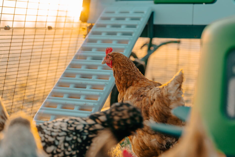 poules debout devant un poulailler Eglu Pro