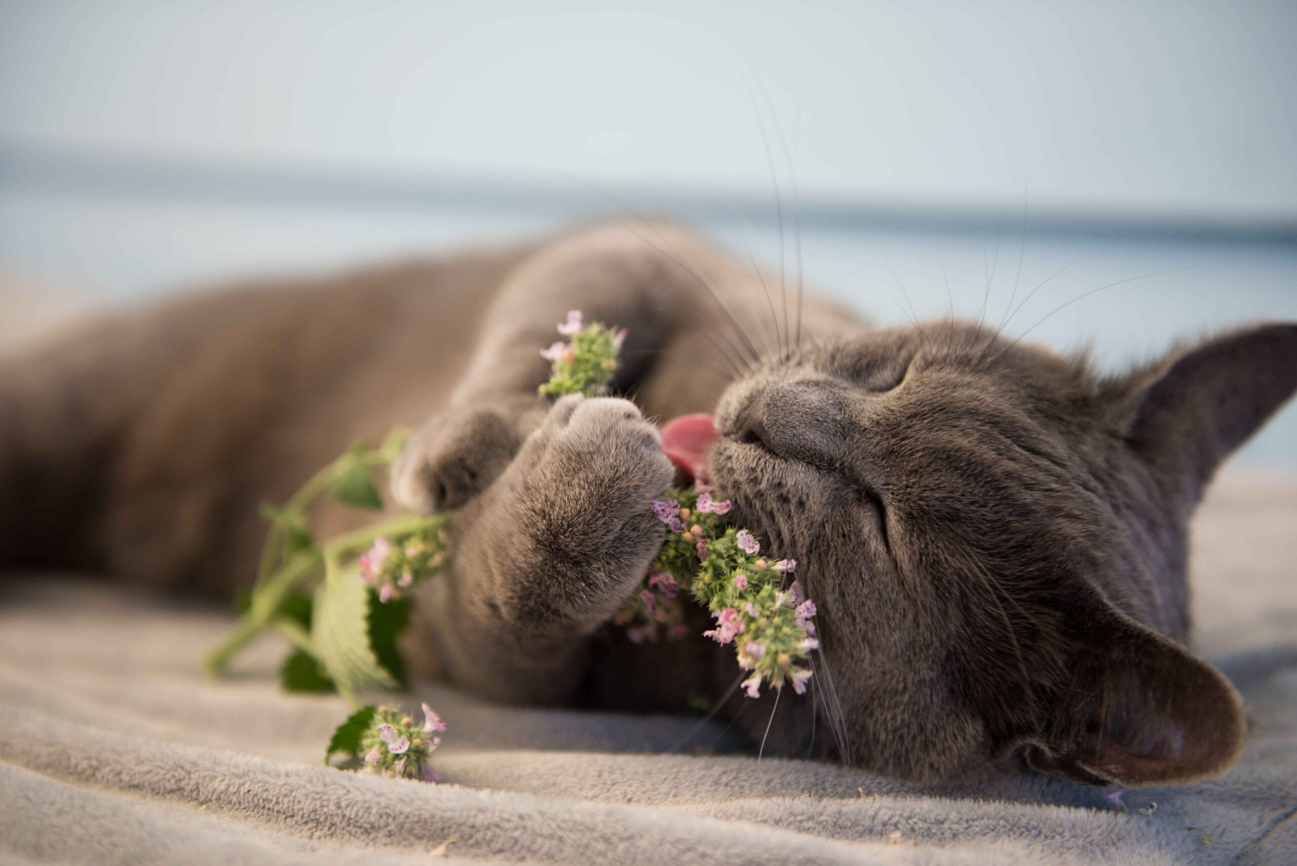 L'herbe à chat pourrait vous servir à autre chose qu'à énerver