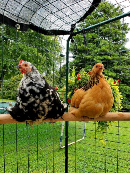 savoir laquelle des poules pond sur le perchoir