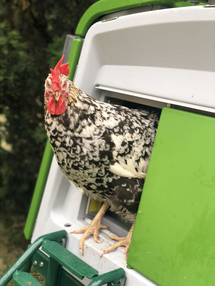 8 astuces pour faire pondre plus d’œufs à vos poules Omlet Blog France