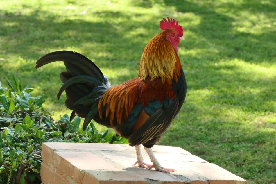Comment différencier un jeune coq d’une poule - Omlet Blog France