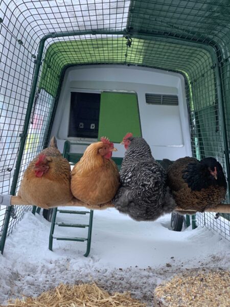 Des poules sur leur perchoir Omlet, à l’abri dans leur enclos Omlet