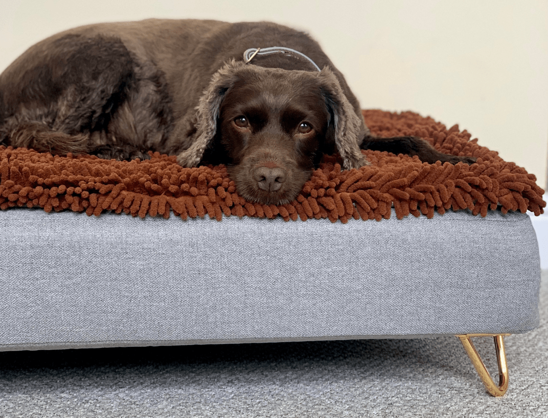 Épagneul brun couché sur un lit Toplogy avec un surmatelas en microfibre