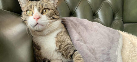 Un chat confortablement installé sous la couverture de luxe extra douce d’Omlet