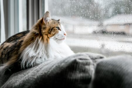 Un chat qui observe la neige tomber dehors à travers la fenêtre