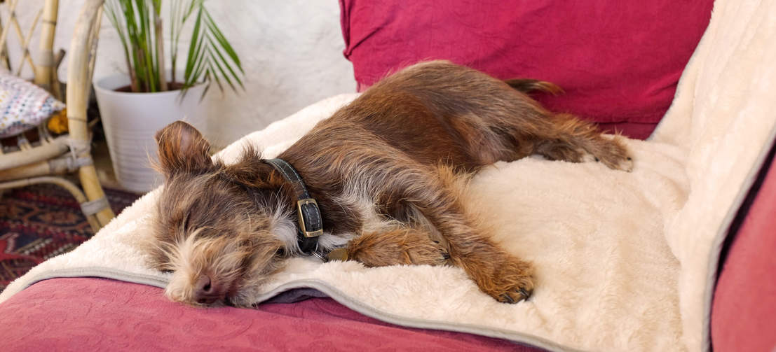 Chien marron allongé sur une couverture de luxe extra douce Omlet grise