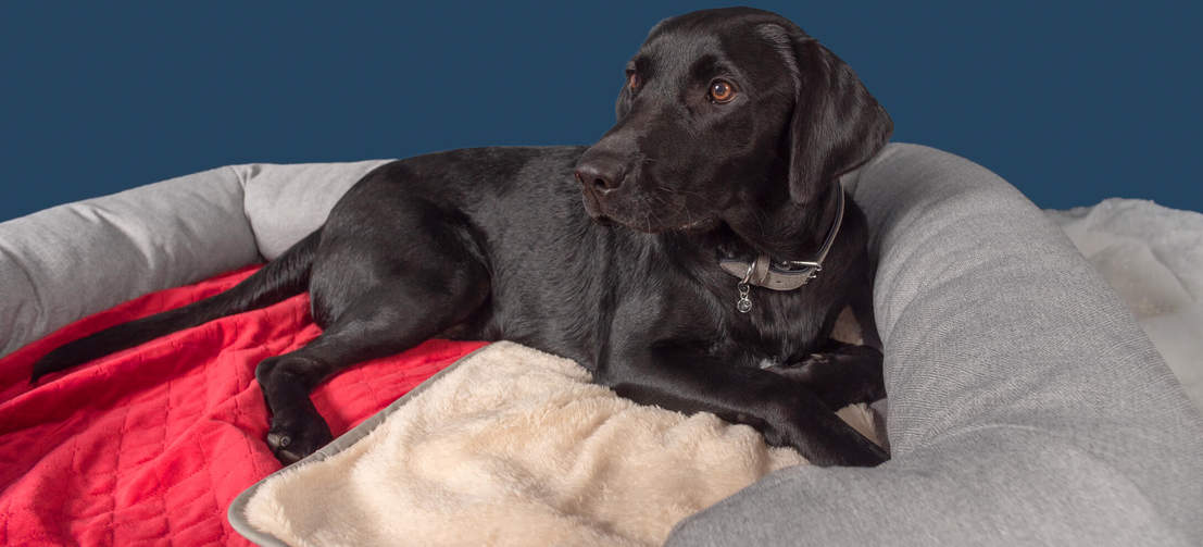 Labrador noir allongé sur une couverture de luxe extra douce d’Omlet rouge poinsettia