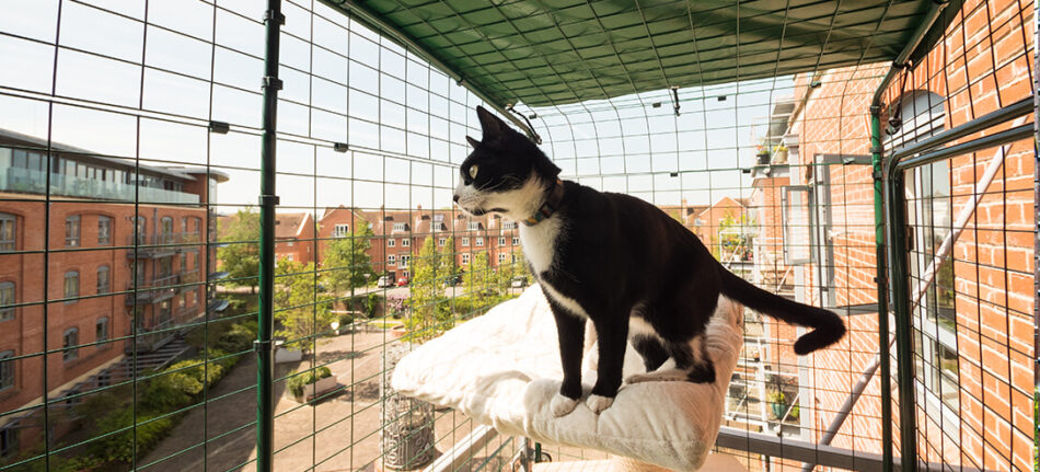 Chat noir et blanc dans un enclos de balcon pour chat