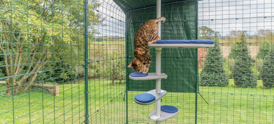 Chat qui joue sur l’arbre à chat d’extérieur Freestyle d’Omlet dans un enclos d’extérieur pour chat d’Omlet  