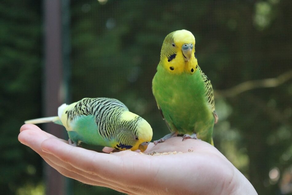 Deux perruches vertes et jaunes dans une main