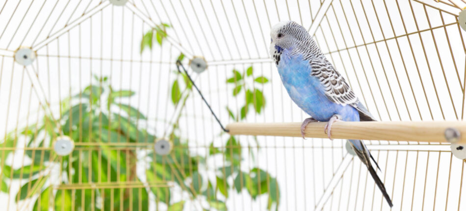 Perruche bleue perchée dans la cage à oiseaux Geo