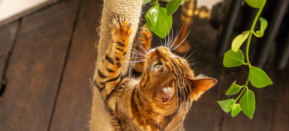 Chat Tabby sur un griffoir de l’arbre à chat d’intérieur Freestyle