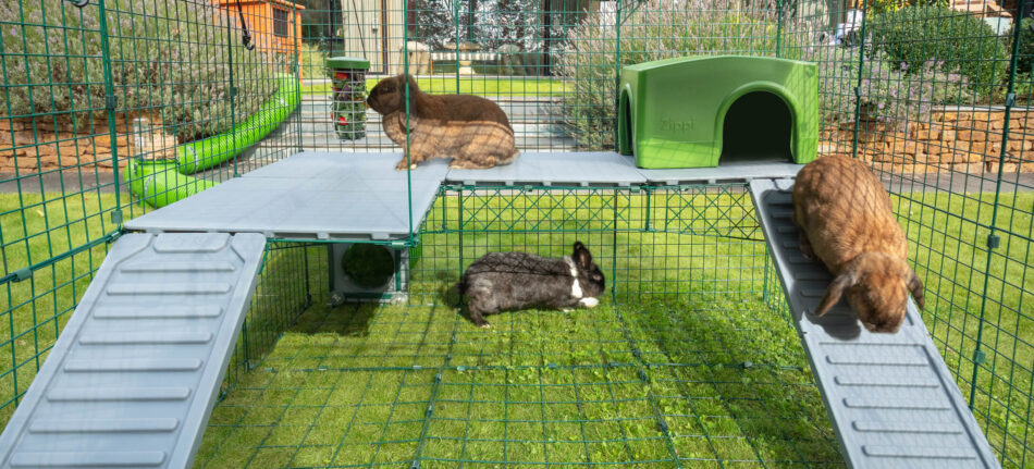 Trois lapins joueurs qui explorent les plateformes de l’enclos pour lapins Zippi dans un parc Zippi version haute