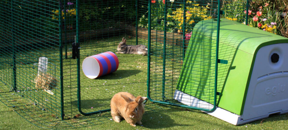 Des lapins en extérieur dans leur enclos Omlet à côté de leur clapier Eglu Go