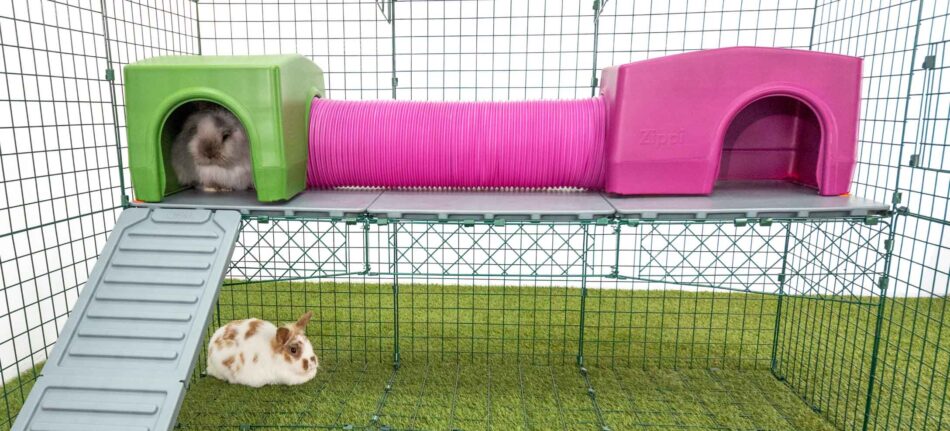 Lapins qui s’amusent dans les tunnels de jeu Zippi et se trouvent sur les plateformes pour enclos Zippi pour lapin