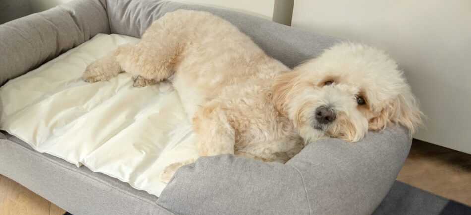 Chien couleur crème allongé sur un tapis rafraîchissant pour chiens d’Omlet sur un panier pour chien bolster gris