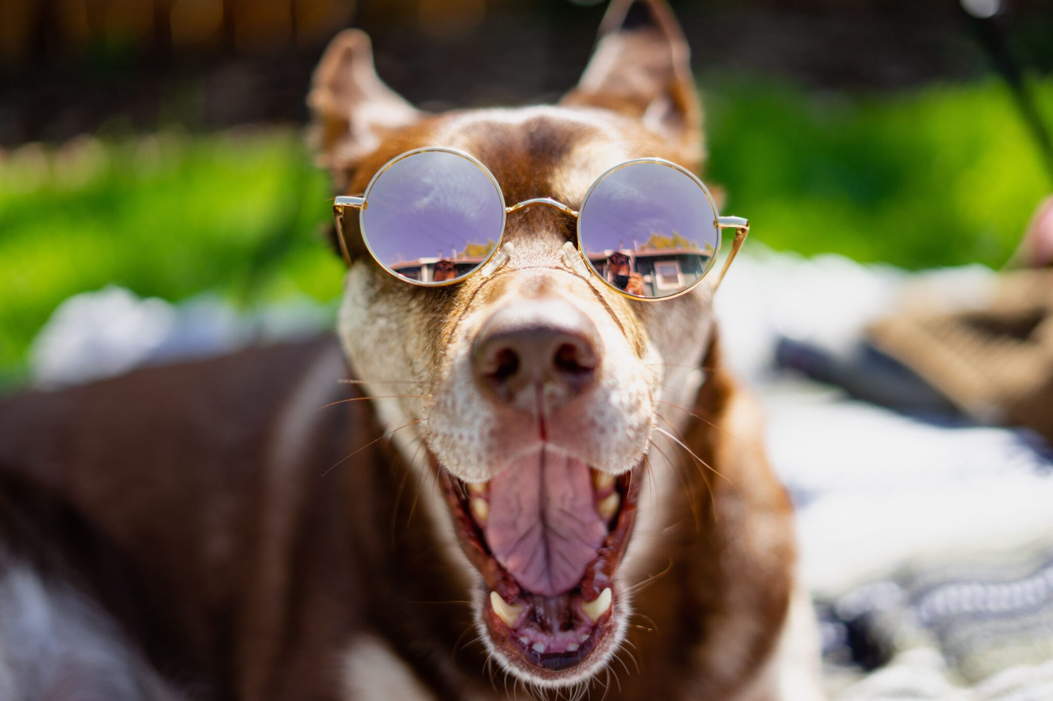 Les chiens peuventils attraper des coups de soleil ? Omlet Blog France