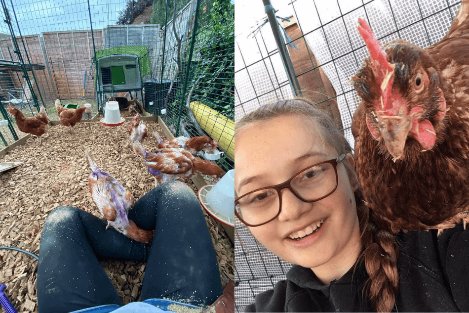 poules dans un enclos pouvoir des animaux de compagnie santé mentale