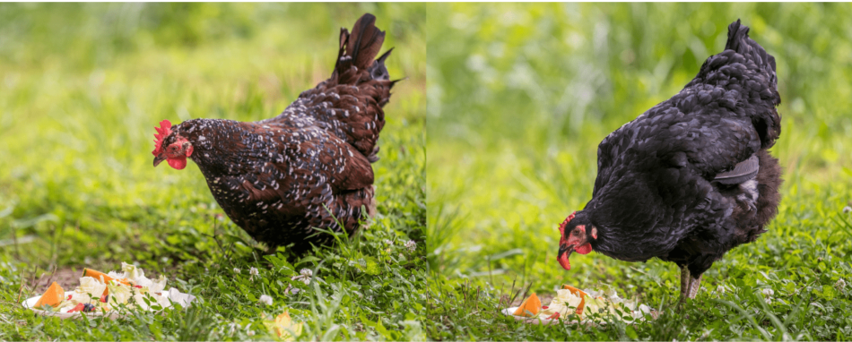 poules qui mangent des friandises rafraîchissantes en été