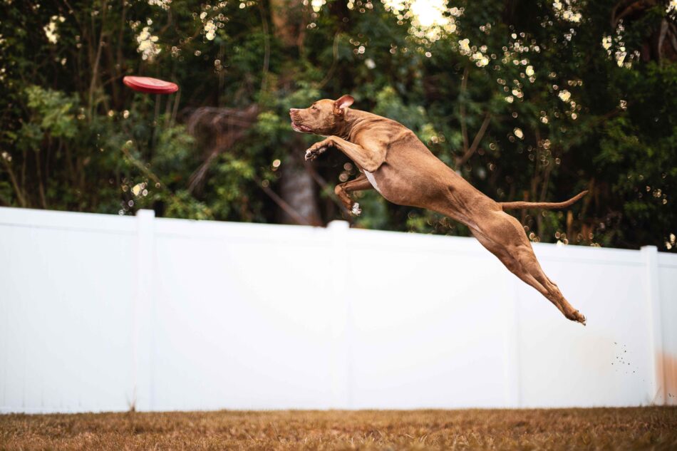 Chien marron qui saute pour attraper un frisbee, records du monde des chiens