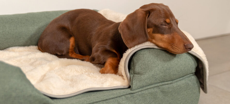 Teckel qui dort sur le panier pour chien Bolster d’Omlet avec une couverture de luxe extra douce pour chien d’Omlet