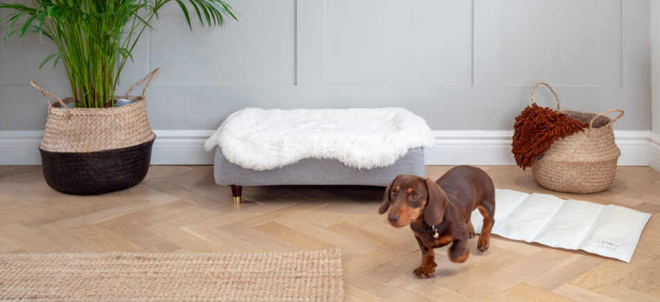 Teckel avec un tapis rafraîchissant en mousse à mémoire de forme pour chiens d’Omlet derrière lui