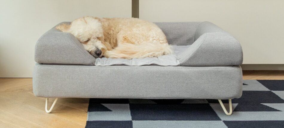 Chien recroquevillé et endormi sur le panier pour chien de luxe Topology d’Omlet