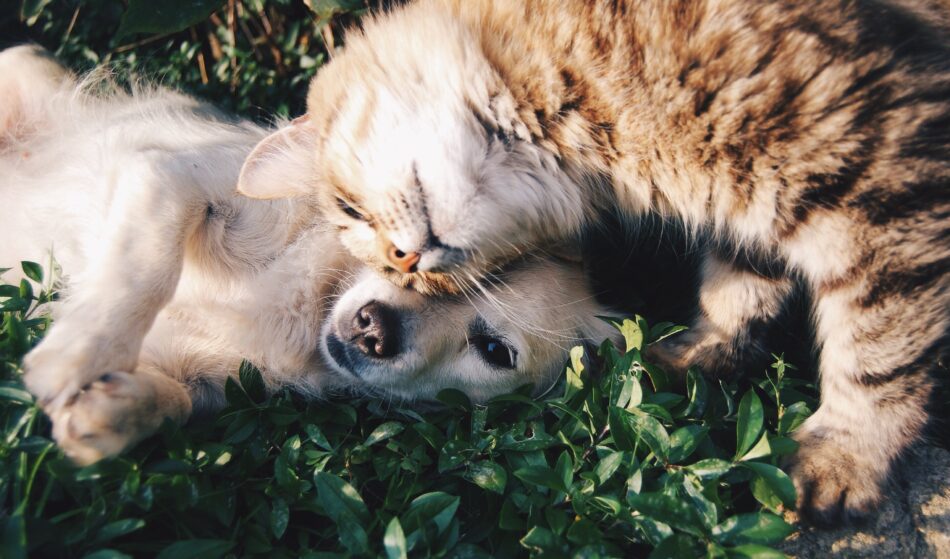 Chat et chien qui jouent ensemble sur des plantes