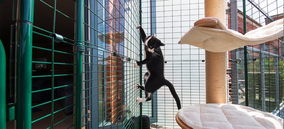 Chat qui grimpe sur un enclos pour balcon d’Omlet à l’extérieur d’un appartement