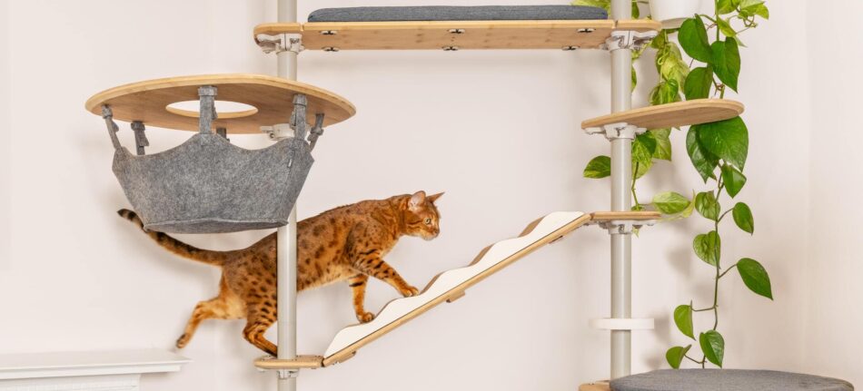 Chat qui grimpe sur un arbre à chat d’intérieur Freestyle d’Omlet avec un hamac
