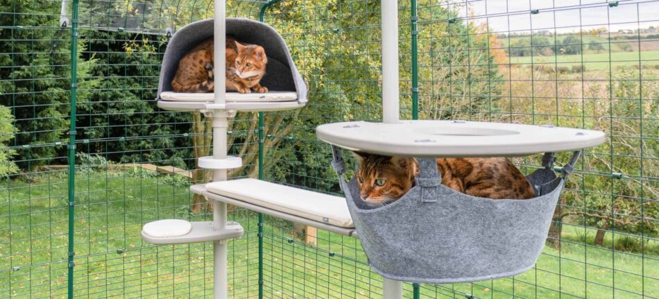 Deux chats qui se détendent dans des hamacs dans l’arbre à chat d’extérieur Freestyle d’Omlet