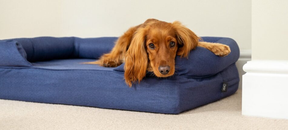 Épagneul couché sur un panier pour chien Bolster bleu – confortablement installé sur son nouveau panier
