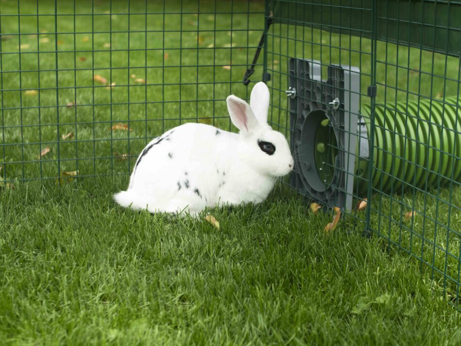 Lapin blanc qui joue dans un système de tunnels pour lapins Zippi d’Omlet