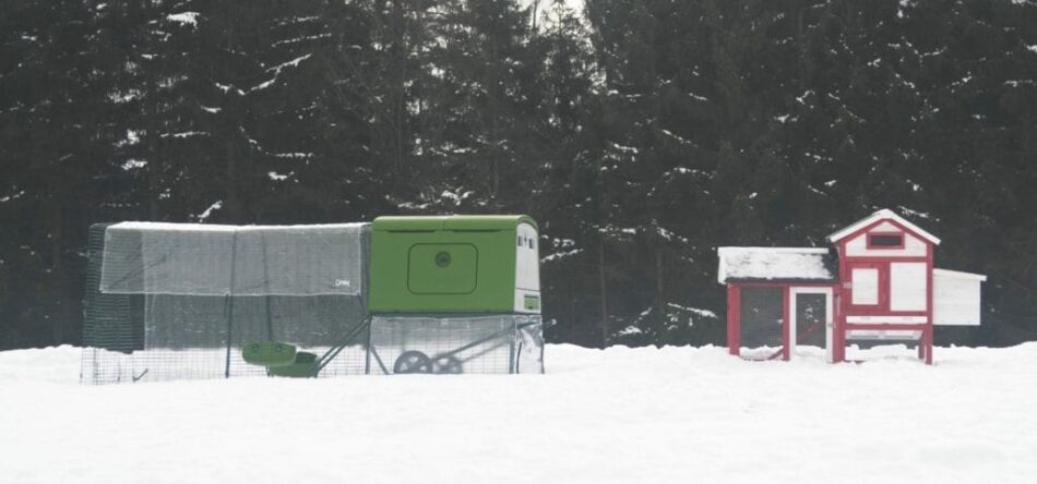 Poulailler Eglu Cube d’Omlet à côté d’un poulailler en bois dans la neige