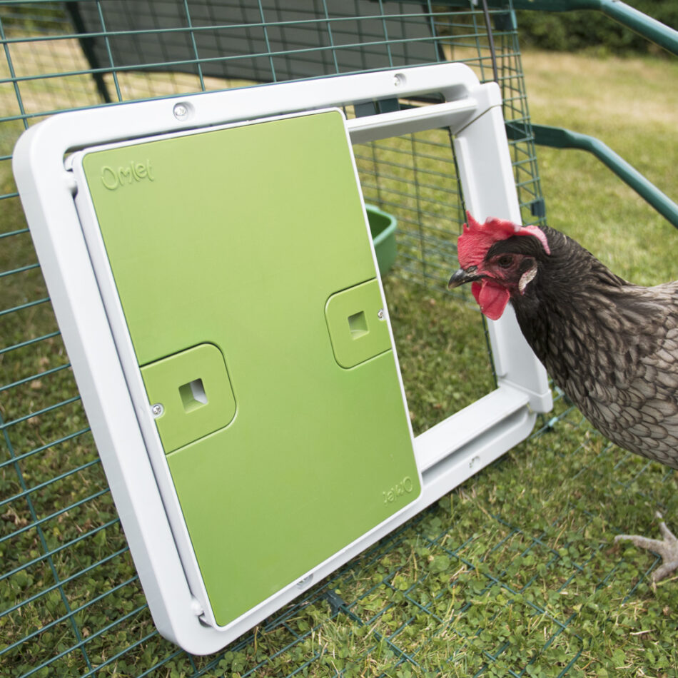 Une poule marron qui regarde dans son poulailler sécurisé avec une porte automatique d’Omlet
