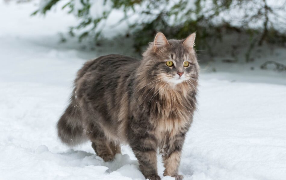 Chat sibérien qui marche dehors dans la neige
