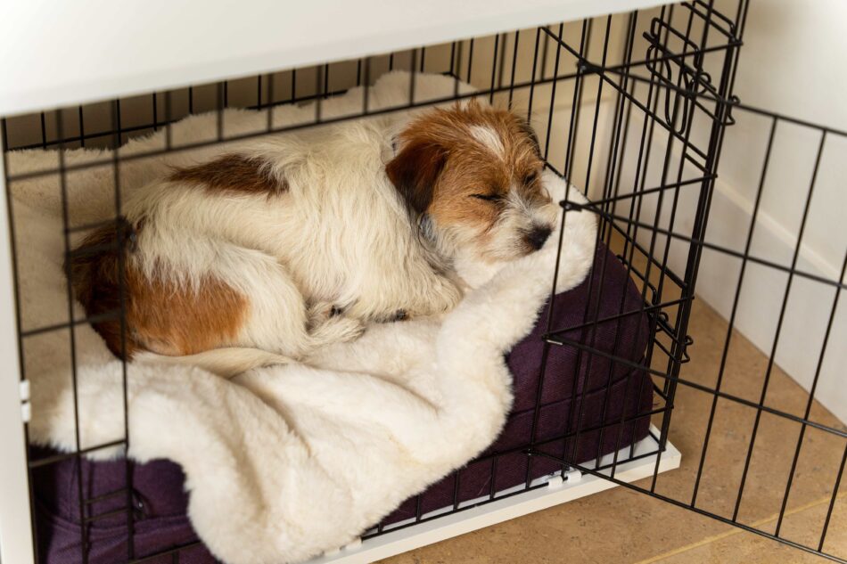 Chien terrier endormi dans la niche pour chien Fido Studio d’Omlet avec une couverture pour chien en fausse peau de mouton d’Omlet