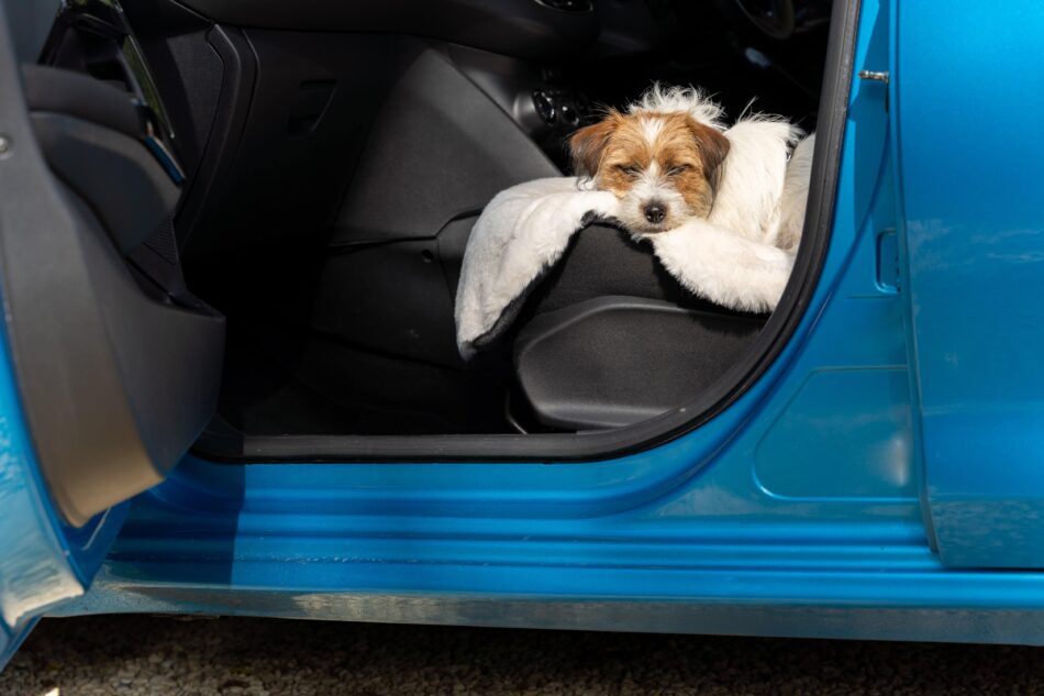 Chien terrier endormir dans une voiture sur la couverture pour chien en fausse peau de mouton d’Omlet