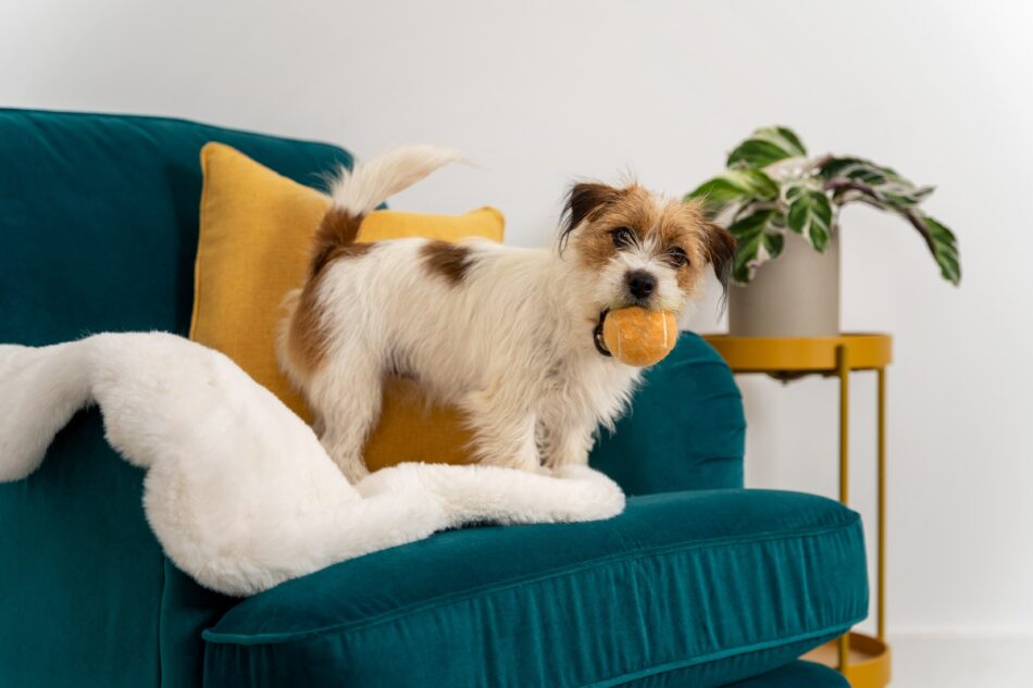 Chien terrier sur un canapé, debout sur la couverture pour chien en fausse peau de mouton d’Omlet