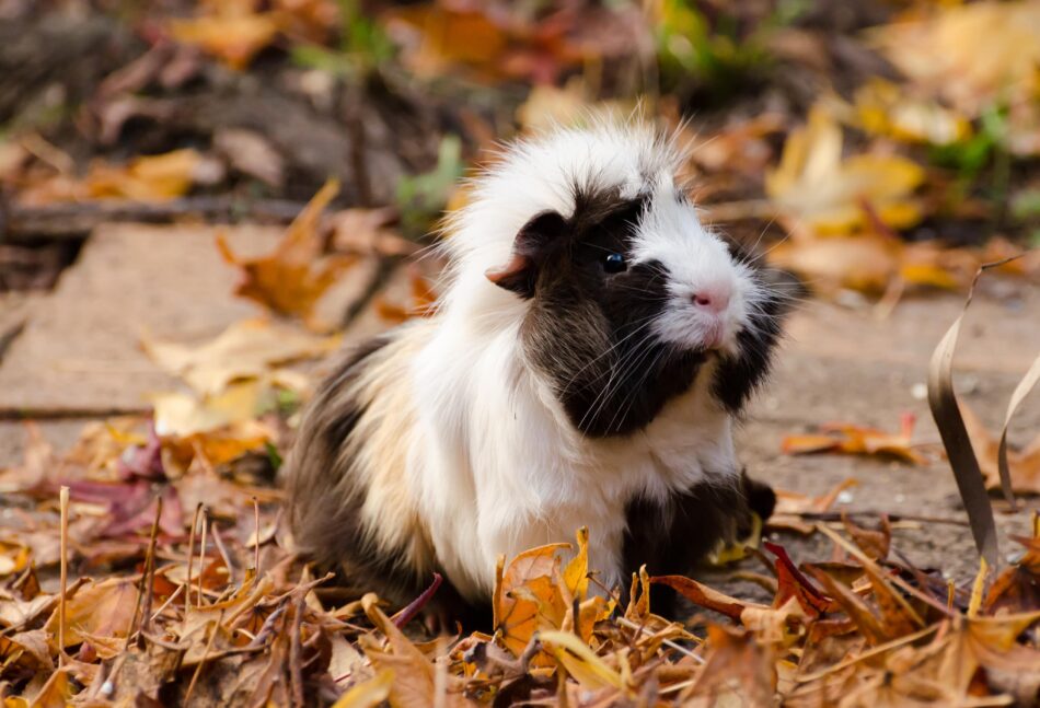 Cochon d’Inde noir et blanc à poil long dans des feuilles d’automne