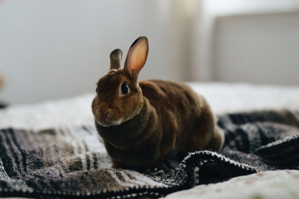 Installer son lapin à l’intérieur – lapin domestique sur un lit