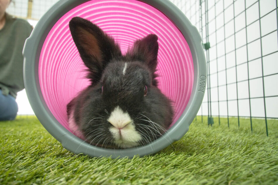 Lapin noir et blanc dans le tunnel de jeu pour lapins Zippi d’Omlet